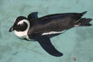 African Penguin